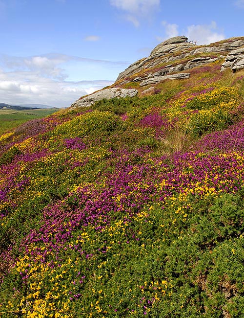 Wanderung im Dartmoor - Mit Fähre, Billigflug, Mietwagen nach Großbritannien reisen