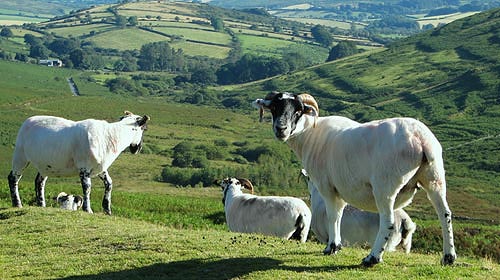 Wanderung im Dartmoor