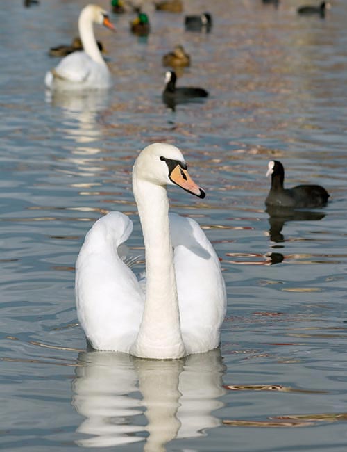 Swan upping - Urlaub in Südengland oder Irland im Ferienhaus oder Pension
