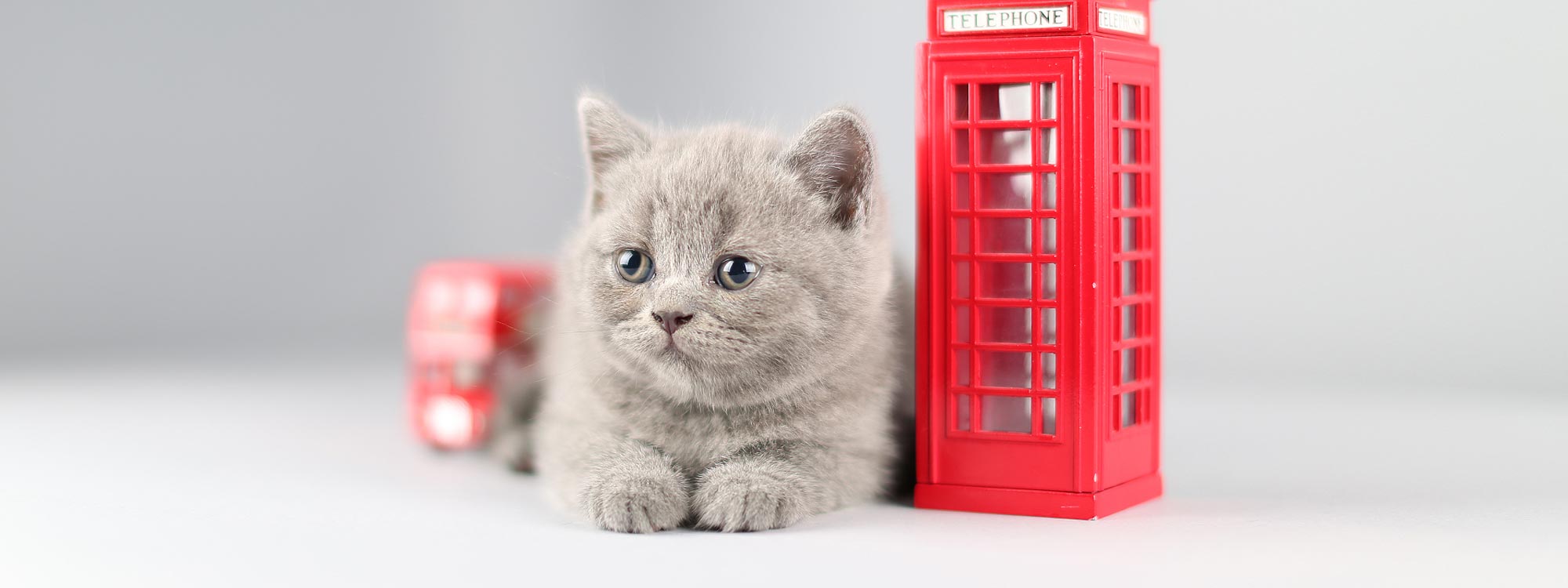 Katzenliebe in England