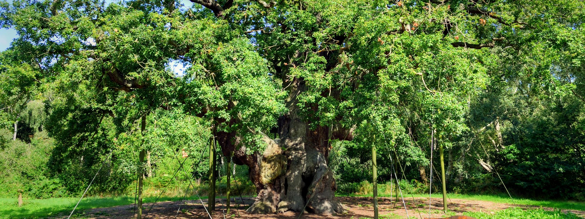 Sherwood Forest