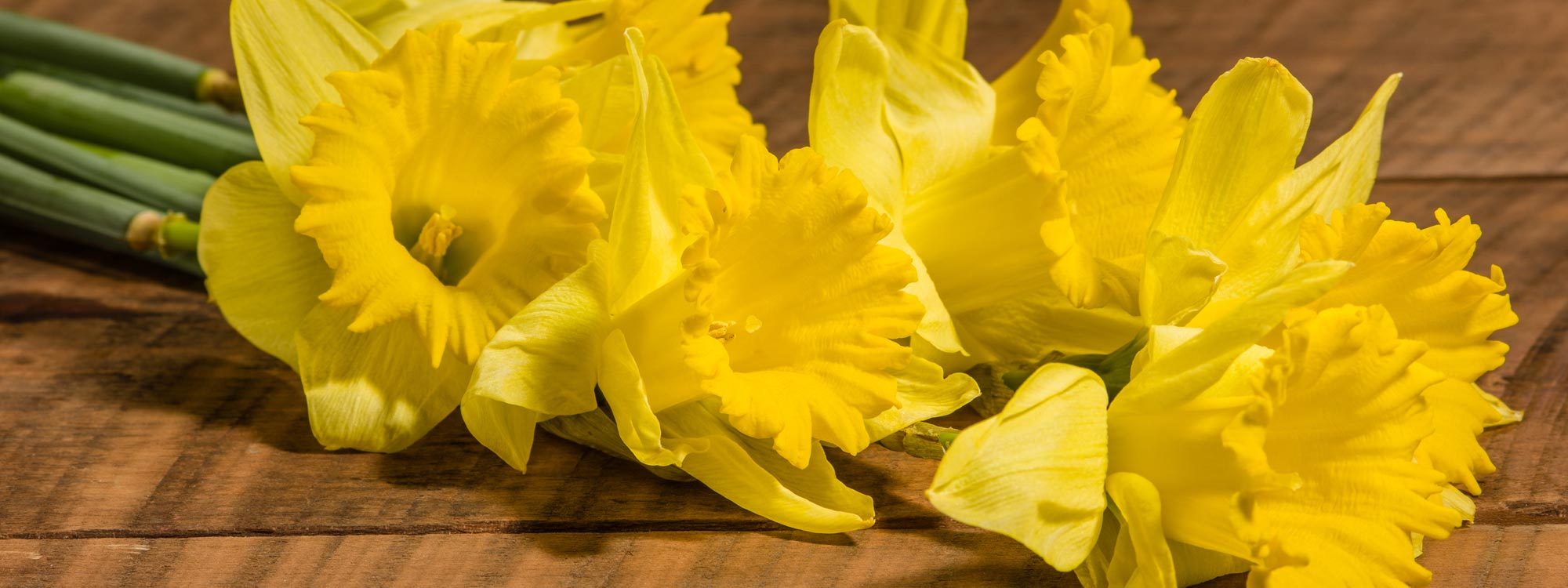 St. David's Day