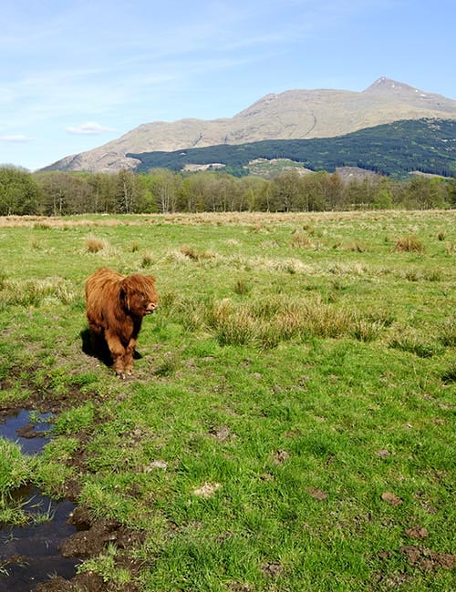 Bute - Ferien in Schottland