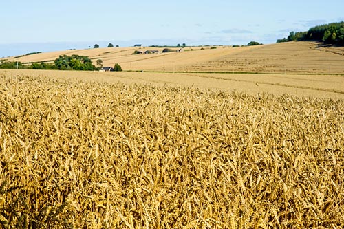 Das Getreide für The Dalmore stammt von der Black Isle bei Inverness.