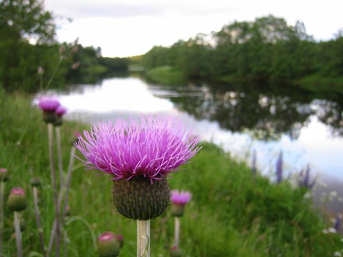 Die malerische Speyside ist die Heimat des Glenfiddich.