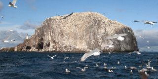 Der Bass Rock